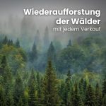 Brennholz Buche Palette 1RM 30 Cm - Kammergetrocknet, Sauber & Schädlingsfrei - Feuerholz 20% Restfeuchte Für Kamin, Grill, Ofen, Feuerschale - Buchenholz Raummeter Mit Lieferung